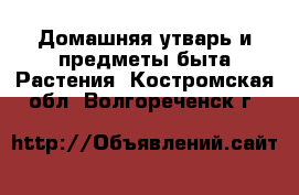 Домашняя утварь и предметы быта Растения. Костромская обл.,Волгореченск г.